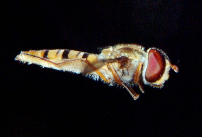 Le meraviglie  Sirfide in volo.